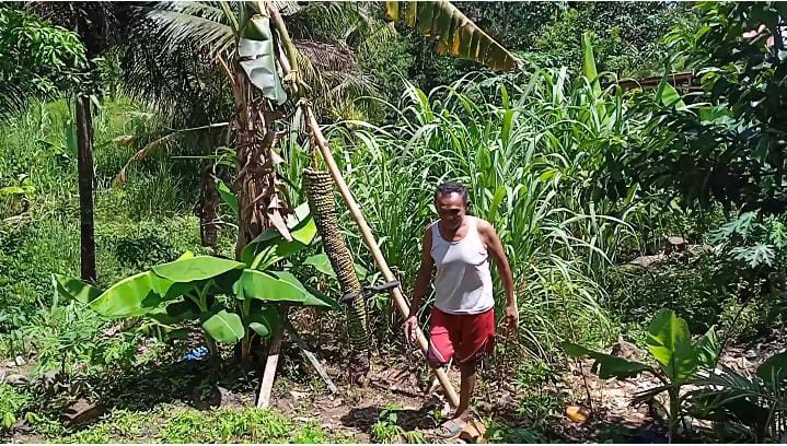 Pohon Pisang Unik Bertandan 2 Meter Tumbuh di Kota Bengkulu