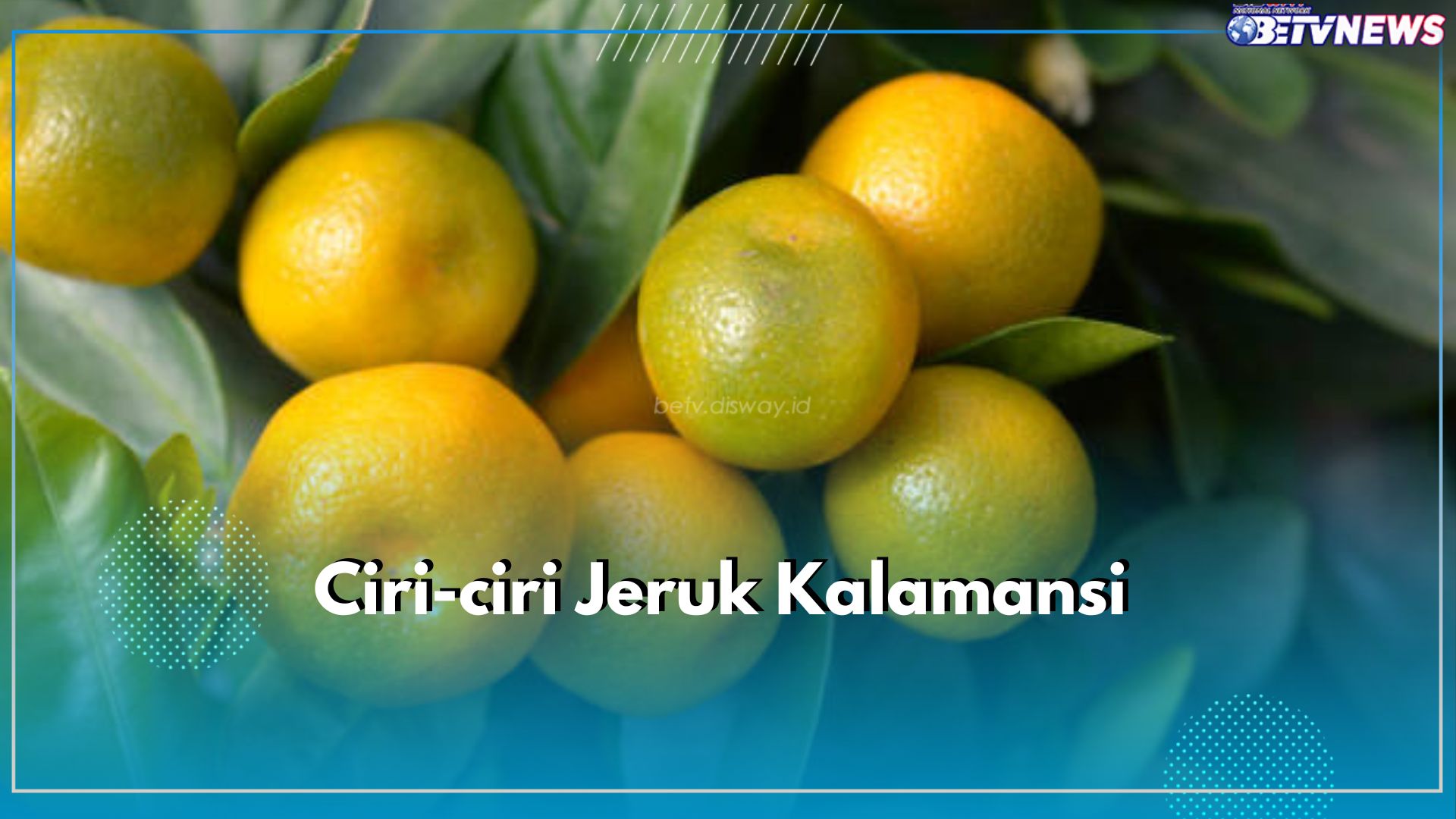 Ini Ciri Jeruk Kalamansi yang Jadi Komoditas Kebanggaan Bengkulu, Punya Aroma Khas Menyegarkan
