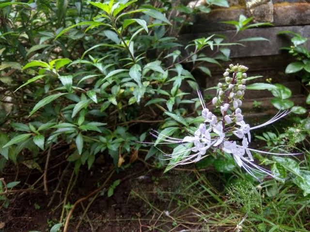 Kerap Dibuat Sebagai Jamu, Dapatkan 5 Ragam Manfaat Tanaman Kumis Kucing Ini untuk Kesehatan