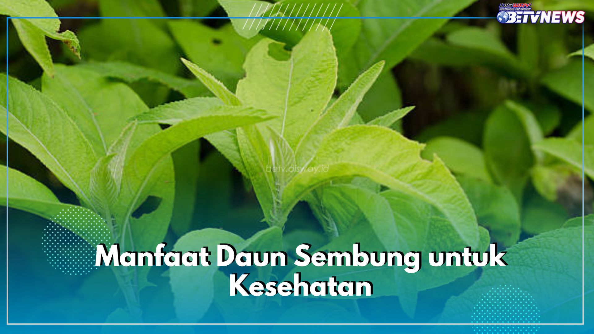 5 Manfaat Tak Terduga Daun Sembung Untuk Kesehatan, Bisa Redakan Batuk dan Pilek