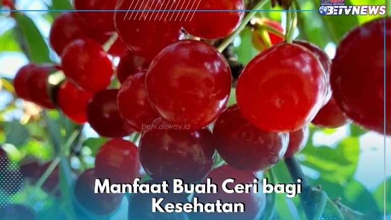 Konsumsi Ceri Sehari-hari Bisa Mengatasi Peradangan, Ini Manfaat Lengkapnya