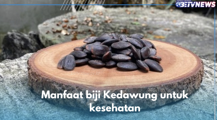  Obat Tradisional Sembuhkan Batuk Bedahak, Ini 7 Manfaat Biji Kedawung untuk Kesehatan