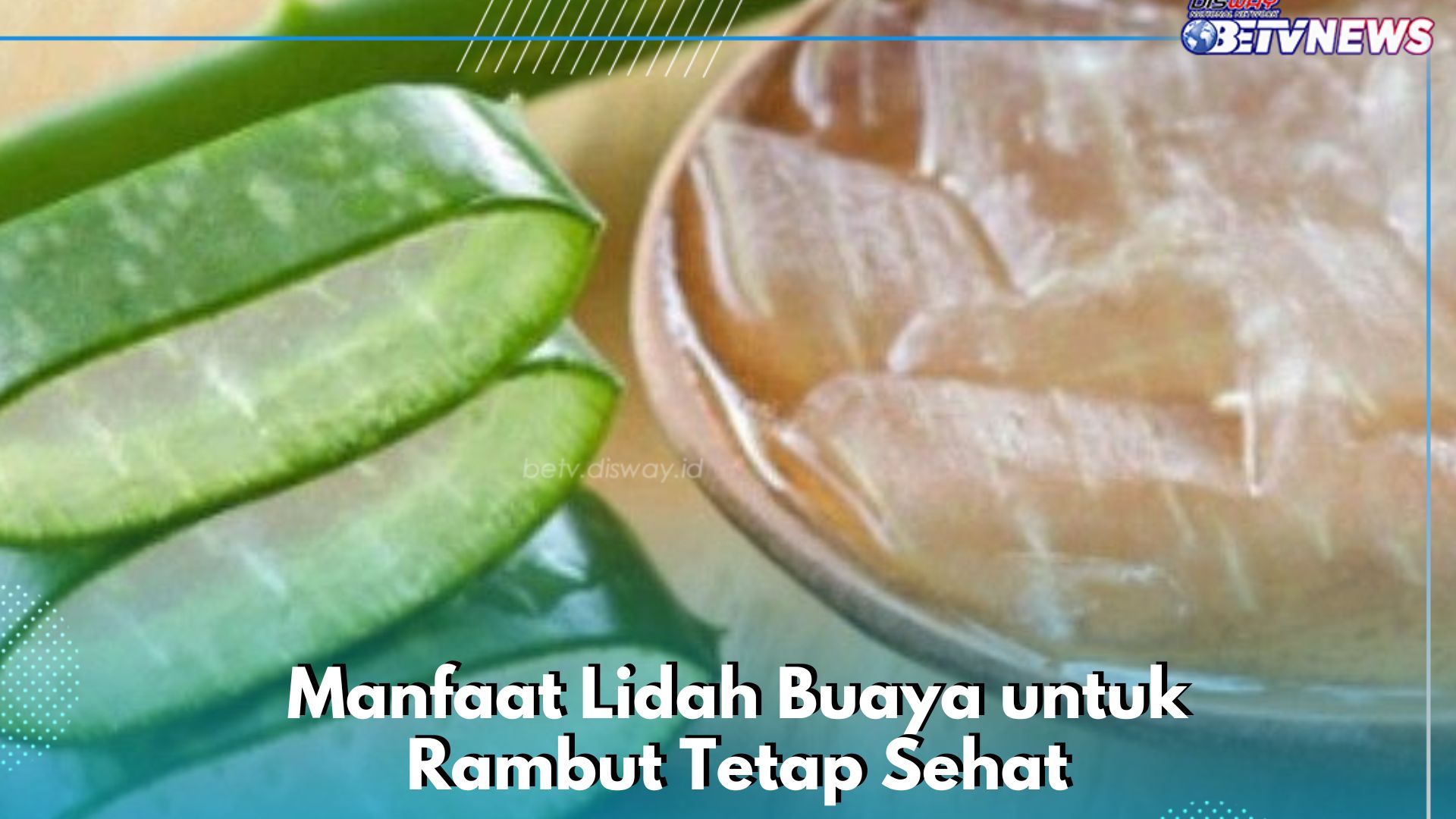 Lidah Buaya Mampu Melembabkan Kulit Kepala, Cek Manfaatnya bagi Kesehatan Rambut