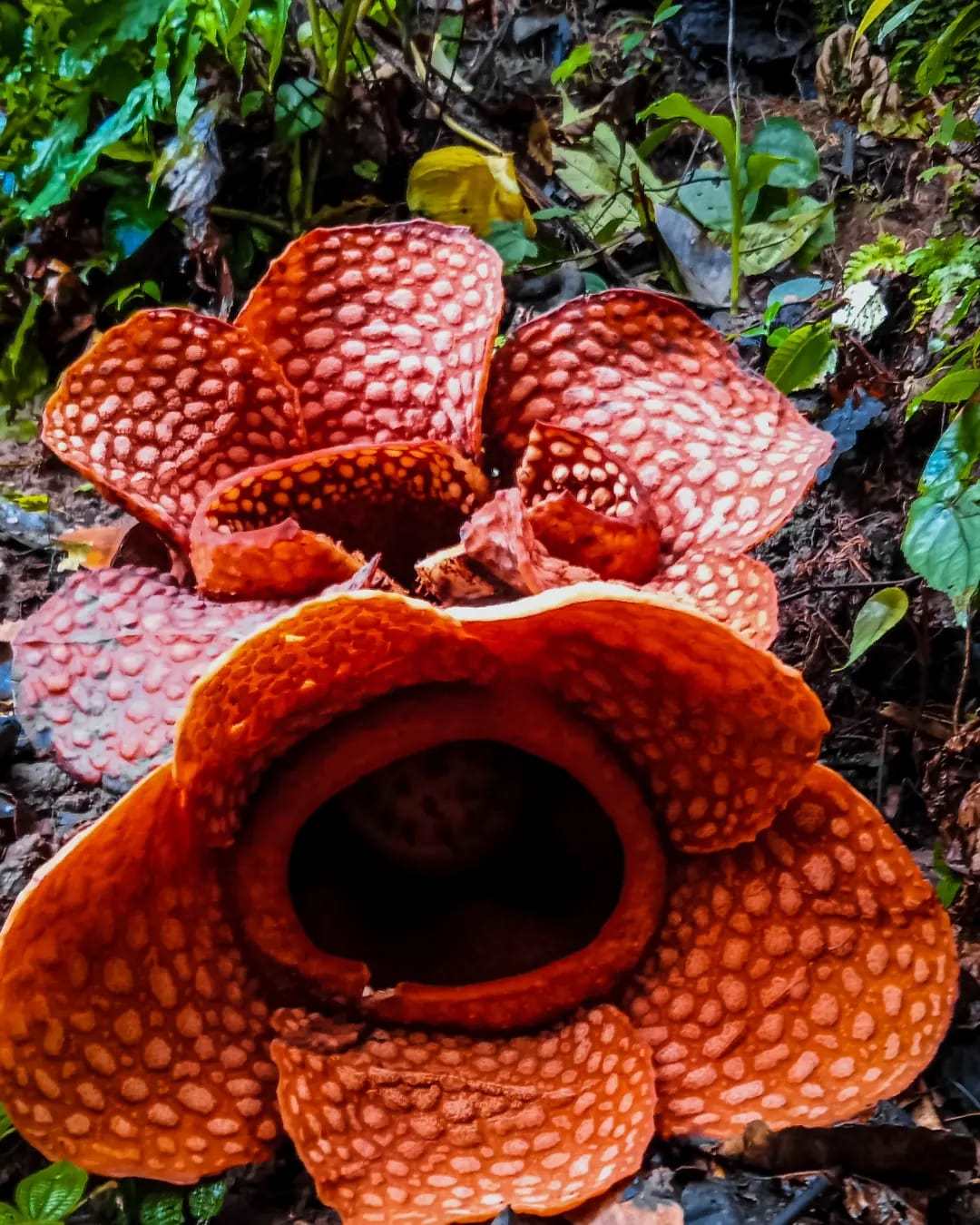 Langka! Rafflesia Kemumuensis dan Gadutensis Mekar Bersamaan di Bengkulu