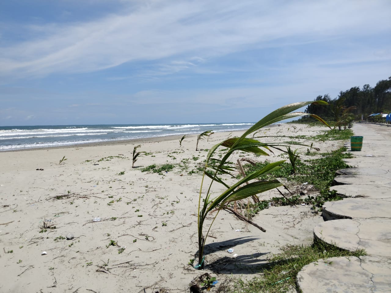 Sebulan Setelah Ditanam, Pohon Kelapa GEMPALA di Pantai Panjang Bengkulu Butuh Perawatan Serius