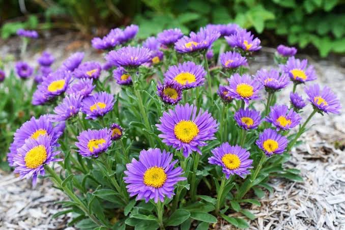 7 Mitos Bunga Aster Ini Jarang Diketahui, Benarkan Bisa Mengusir Roh Jahat? Cek Faktanya di Sini