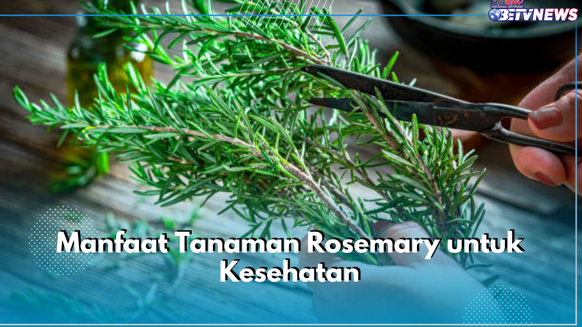 Jadi Herbal Berkhasiat, Ini 7 Manfaat Tanaman Rosemary untuk Kesehatan, Bisa Tingkatkan Fungsi Otak