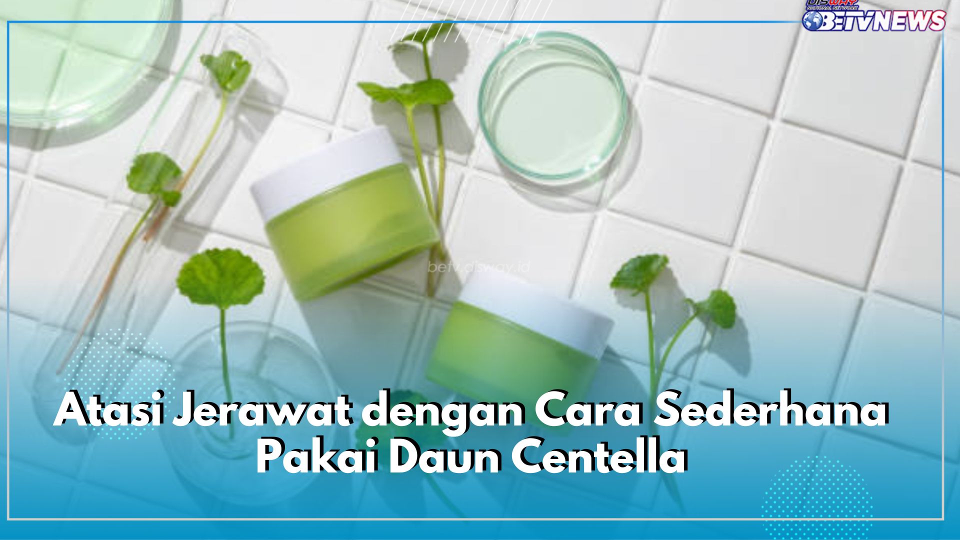 Atasi Jerawat dengan Cara Sederhana, Cukup Pakai Daun Centella, Ini Cara Menggunakan dan Aturan Pakainya