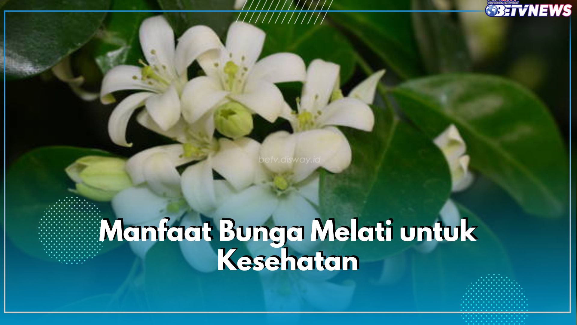 6 Manfaat Bunga Melati untuk Kesehatan, Bisa Bantu Redakan Stres dan Kecemasan