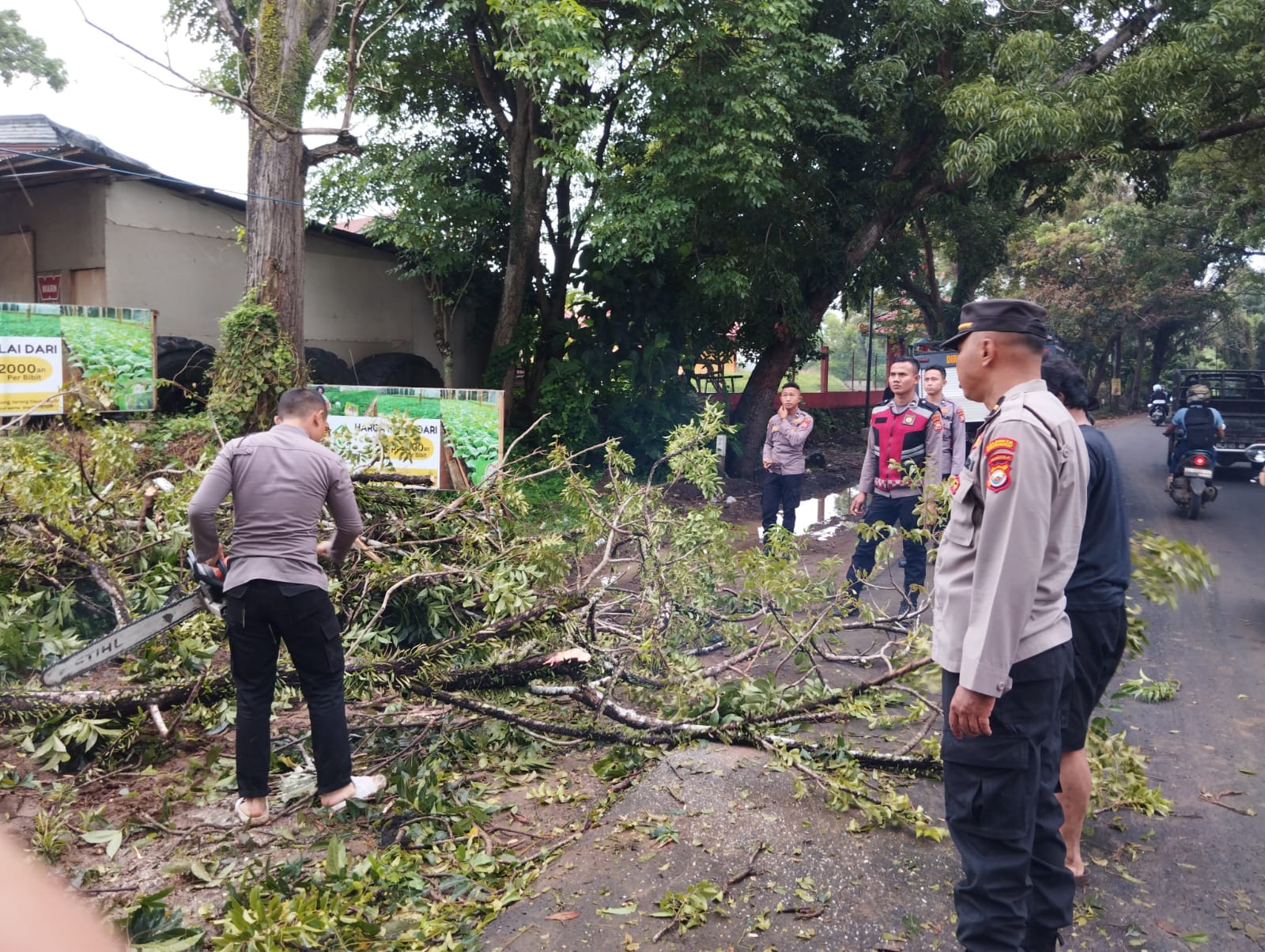 Pohon Setinggi 20 Meter Tumbang di Jalan Jenggalu, Sempat Timbulkan Kecelakaan