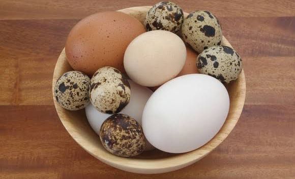 Jarang Diketahui, Ini 7 Jenis Telur Berserta Manfaatnya, Kamu Pernah Coba yang Mana?