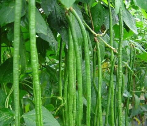 Ini 7 Efek Samping Kacang Panjang bagi Kesehatan, Hati-hati Konsumsi Berlebihan