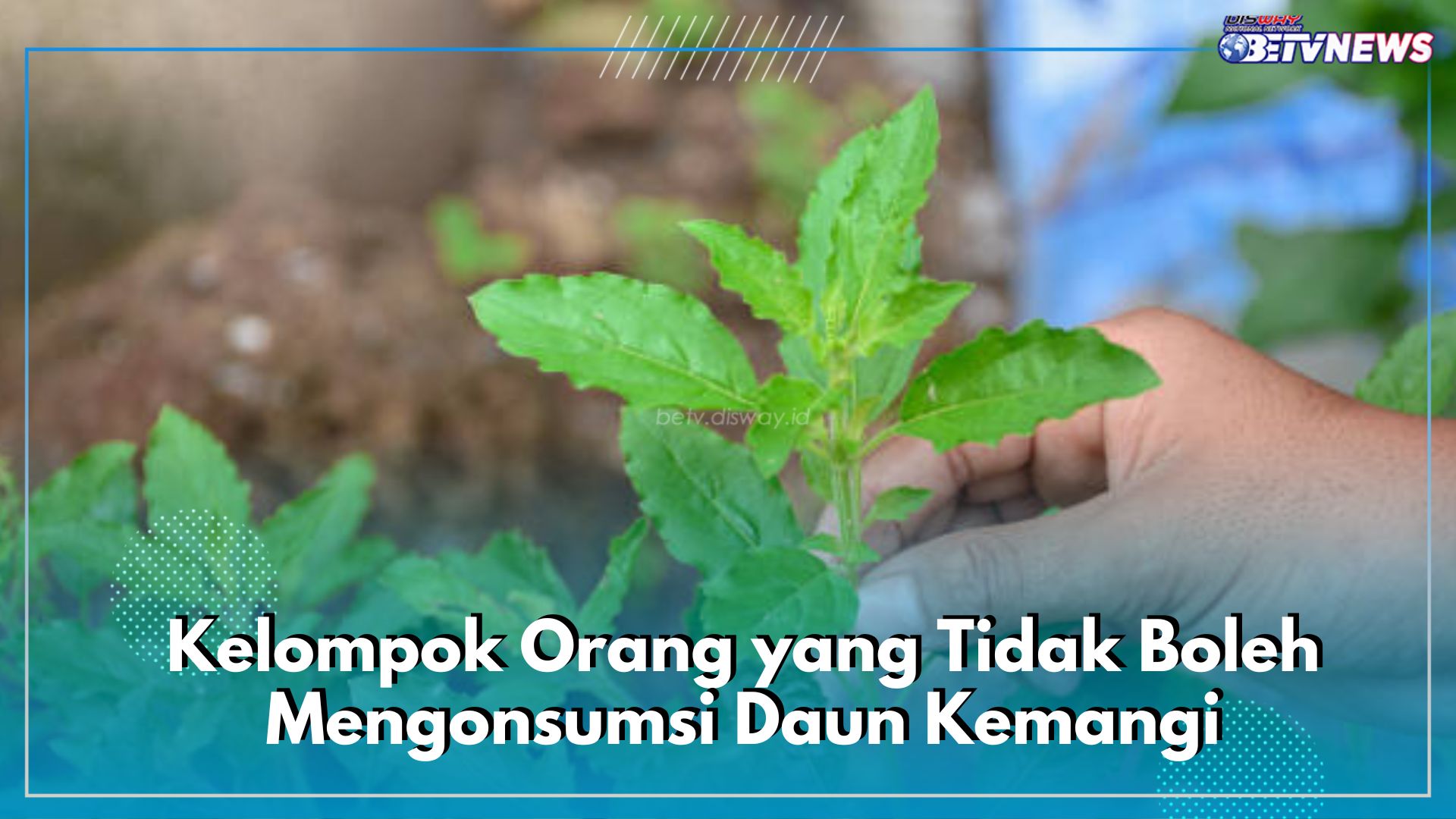 Catat! Ini 5 Kelompok Orang yang Tak Boleh Konsumsi Daun Kemangi, Salah Satunya Bumil