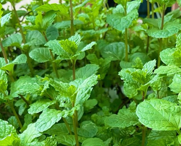 Bantu Menjaga Pencernaan, Ini 8 Manfaat Daun Mint bagi Kesehatan