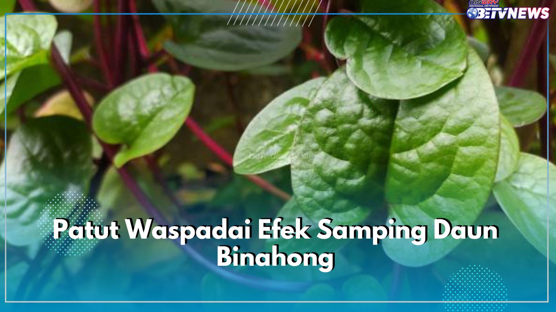 Patut Waspadai Efek Samping Daun Binahong, Berlebihan Picu 5 Masalah Kesehatan Ini