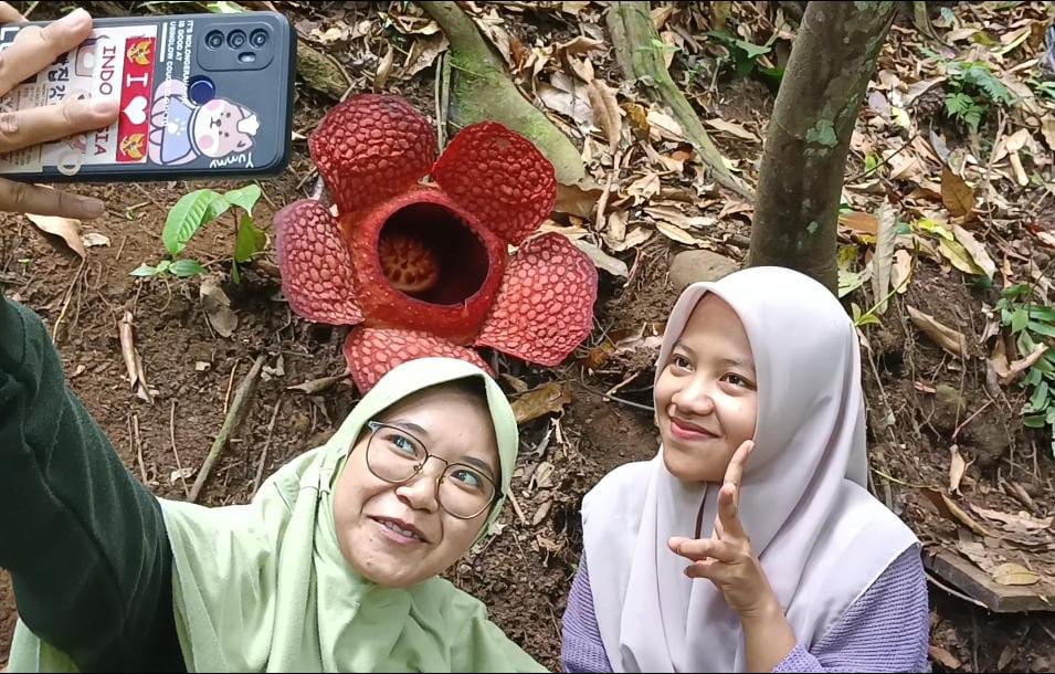 Dua Bunga Rafflesia Kemumuensis Mekar Sempurna di Bengkulu Utara