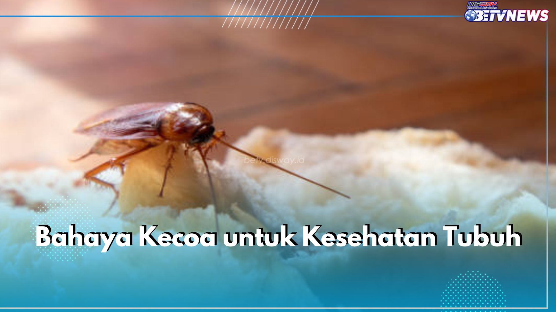 Waspadai 5 Bahaya Kecoa Ini untuk Kesehatan Tubuh, Jadi Pembawa Bakteri