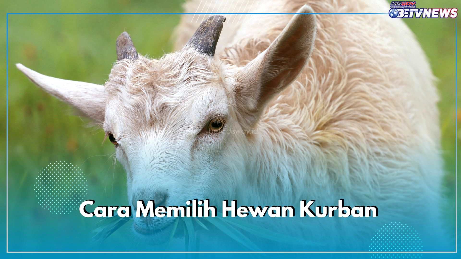 Hari Raya Idul Adha Sebentar Lagi, Ini 5 Cara Memilih Hewan Kurban Berkualitas dan Sehat