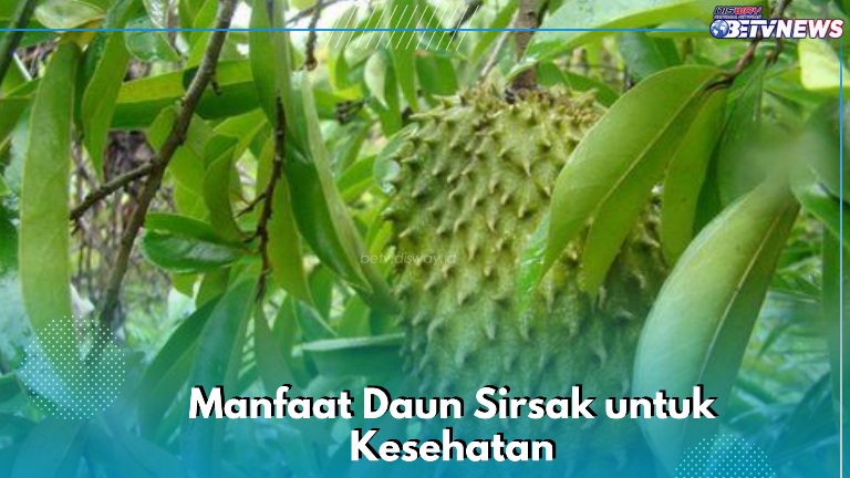 Daun Sirsak Dapat Mengobati Rematik hingga Meredakan Nyeri, Ini Manfaat yang Perlu Kamu Ketahui