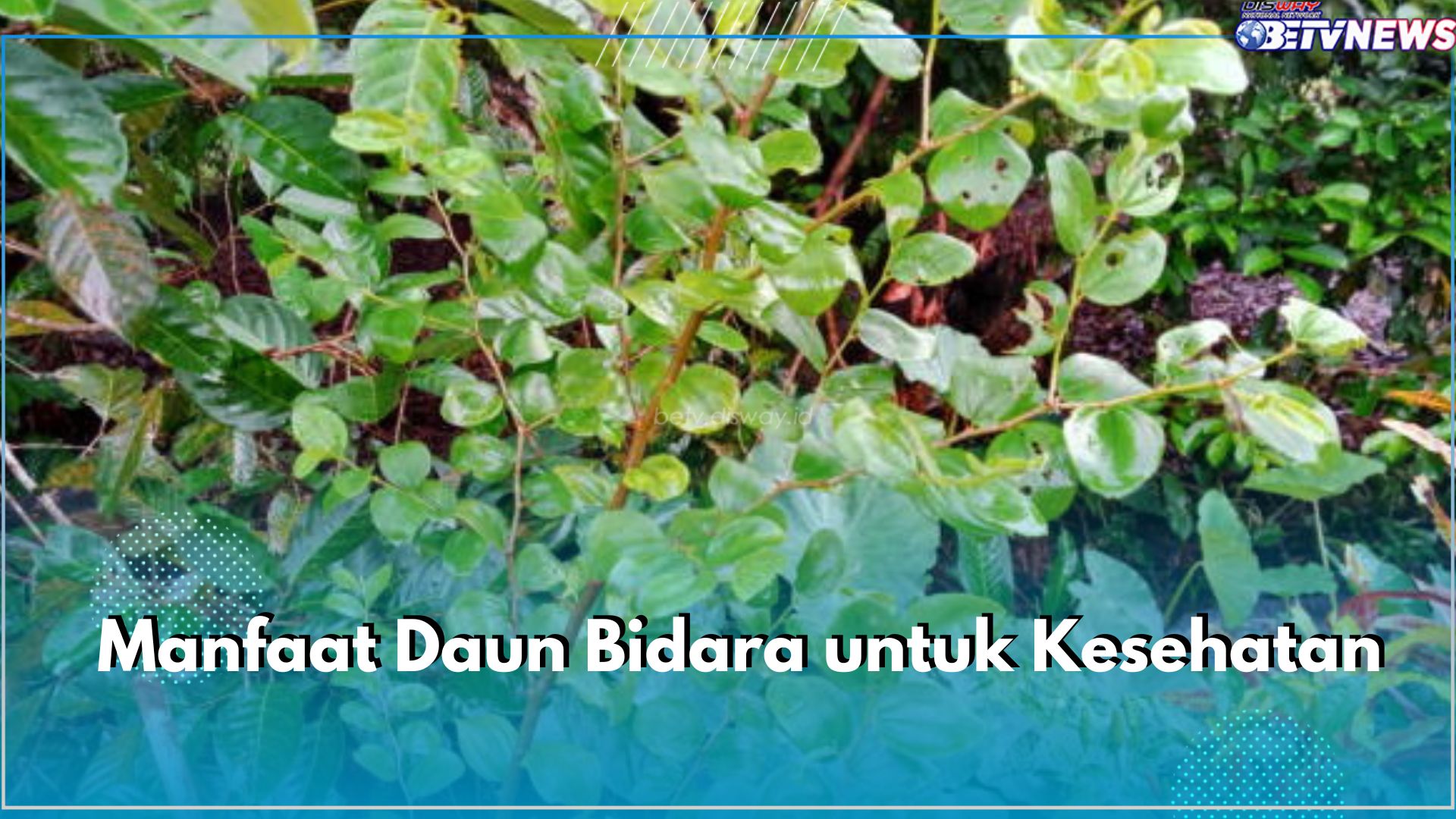 Jadi Tanaman Obat Keluarga, Ini 6 Manfaat Daun Bidara untuk Kesehatan 