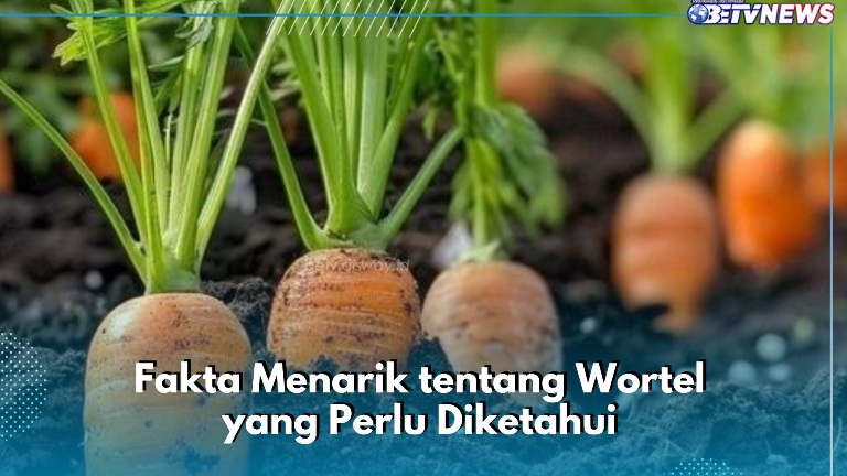 Cek Sekarang! Fakta Wortel yang Perlu Diketahui, Punya Kandungan Serat