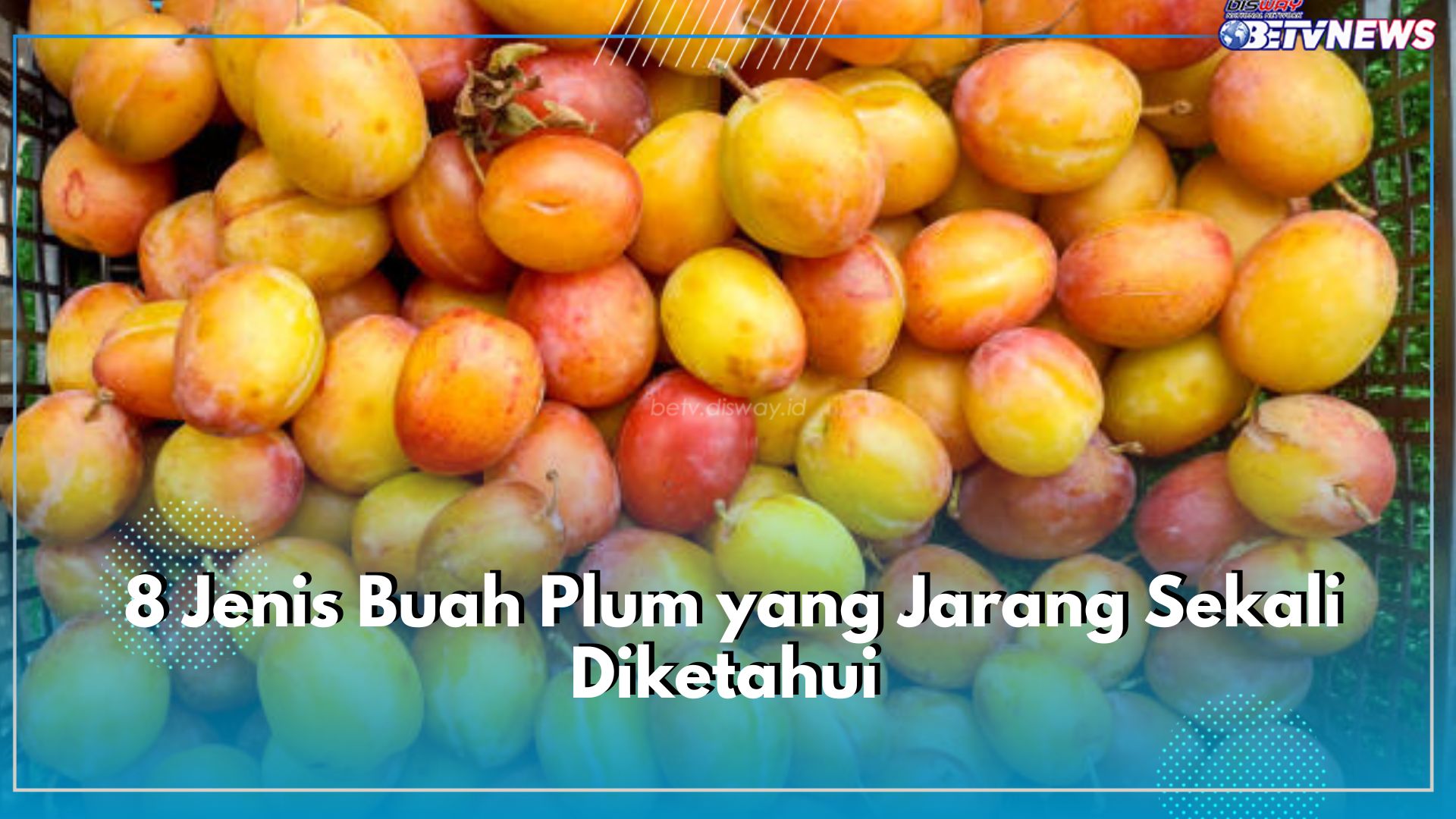 Ini 8 Jenis Buah Plum yang Jarang Sekali Diketahui, Ada Plum Mirabelle