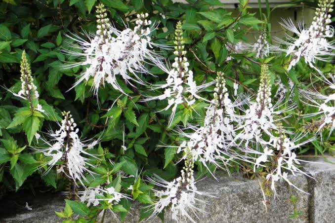 3 Cara Efektif Mengolah Kumis Kucing Sebagai Obat Herbal, Mudah dan Praktis, Bisa Buat Sendiri di Rumah