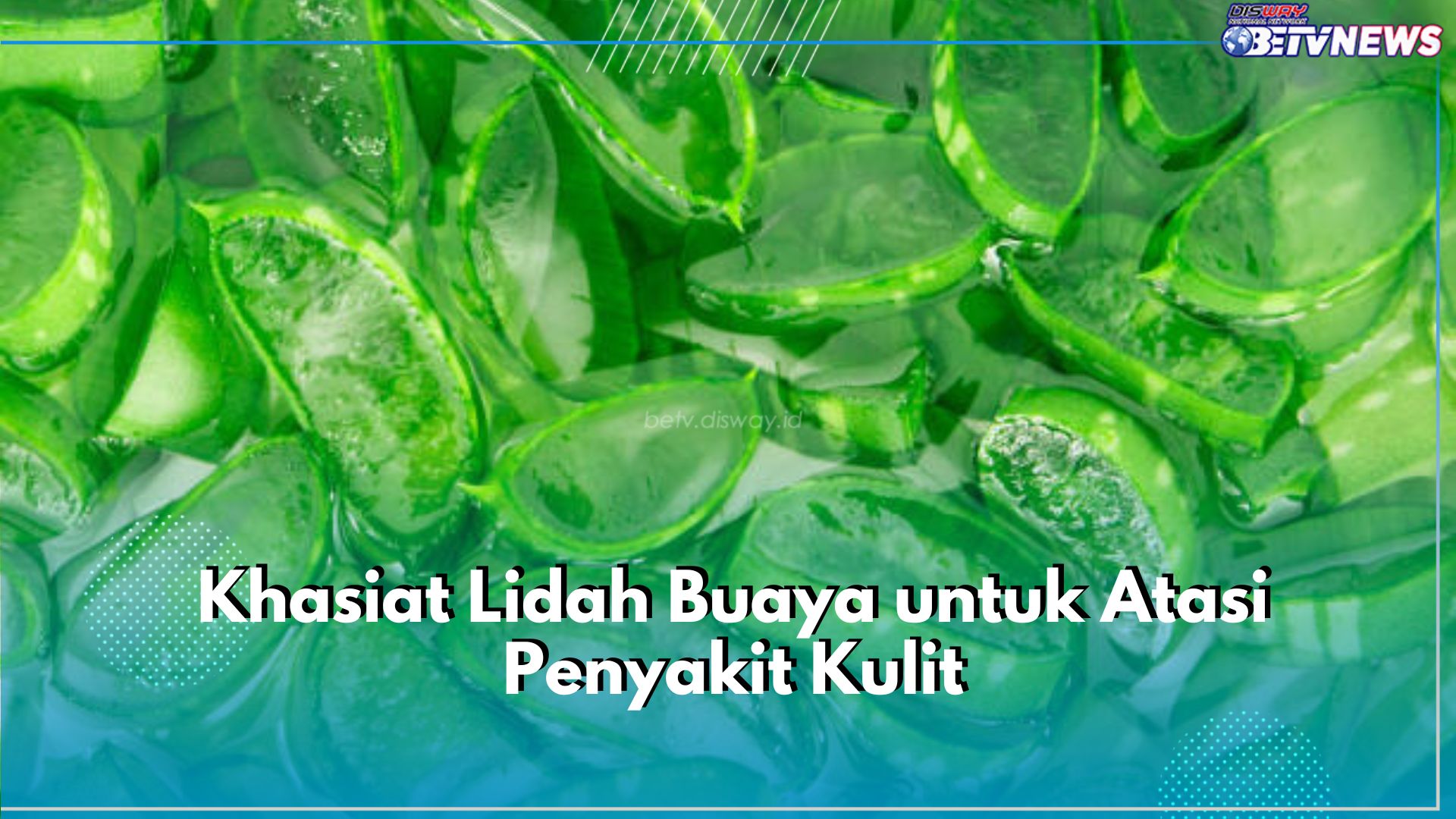 Wajib Tahu! Ini Khasiat Lidah Buaya untuk Atasi Penyakit Kulit, Cek Kandungannya