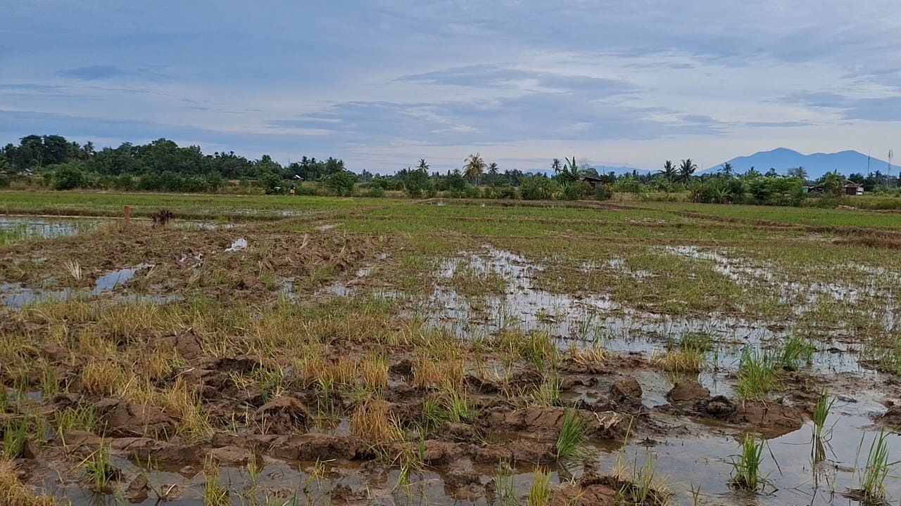 Terkendala Irigasi dan Akses Lahan, Serapan APBN Program Cetak Sawah di Bengkulu Baru 60,11 Persen