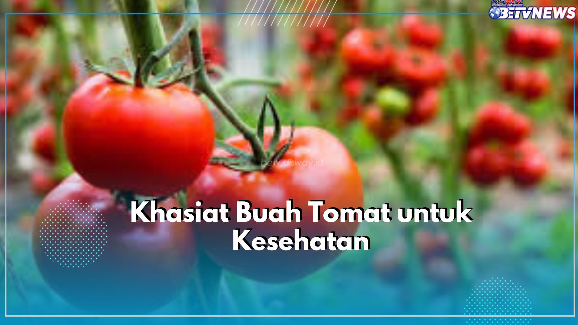Tak Hanya untuk Kulit, Ketahui Sederet Khasiat Buah Tomat untuk Kesehatan Tubuh