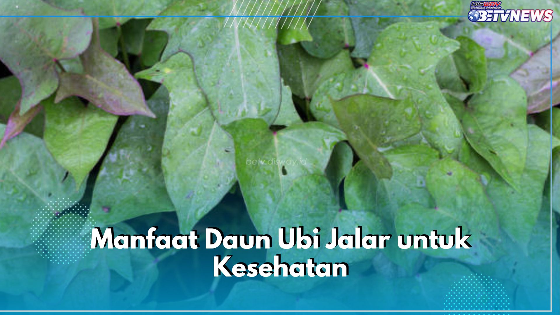 Jarang Diketahui, Ini 7 Manfaat Daun Ubi Jalar untuk Kesehatan, Bisa Tingkatkan Kesehatan Mata