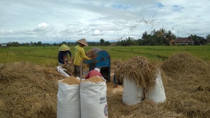 Hasil Panen Padi Di Kota Bengkulu Capai 70 Persen, Tapi Petani Keluhkan ...