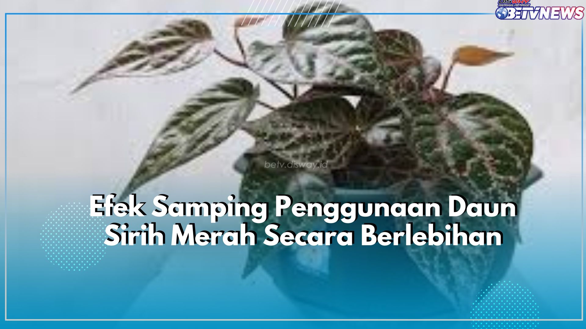 Tak Selalu Baik, Penggunaan Daun Sirih Merah Berlebihan Memicu Dampak Buruk Bagi Kesehatan, Cek Disini!