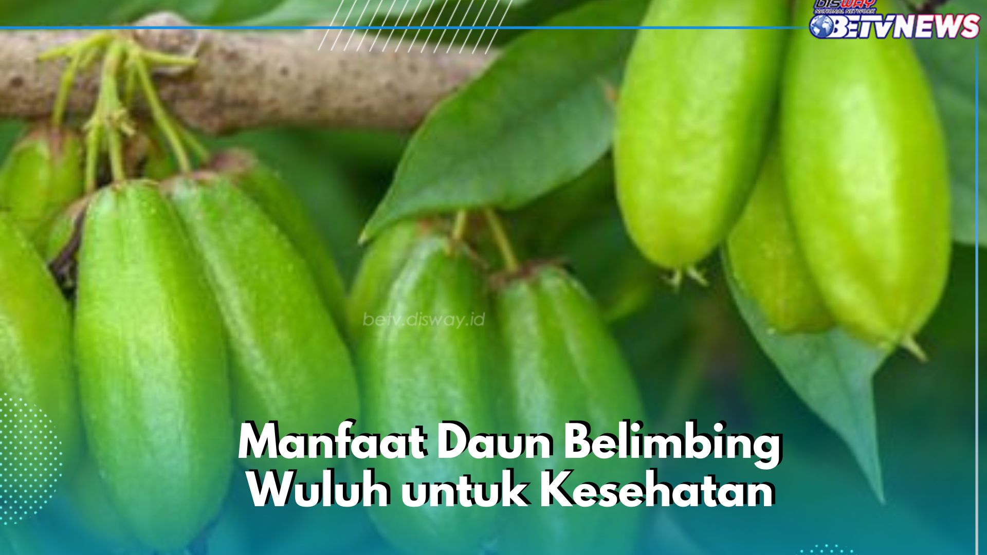 Manfaat Daun Belimbing Wuluh Ini Ampuh Mengecilkan Pori-pori Wajah, Cek di Sini Lengkapnya