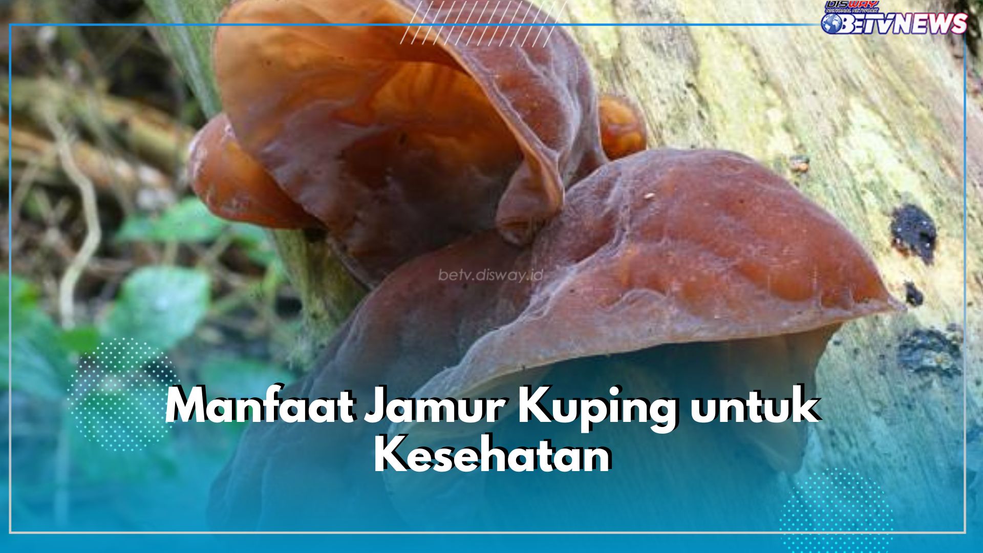 6 Manfaat Jamur Kuping untuk Kesehatan yang Jarang Diketahui, Ampuh Turunkan Kolesterol!