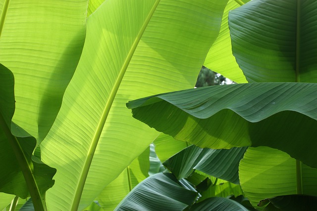 Ternyata Bisa Jadi Pembalut Luka, Ini 5 Manfaat Daun Pisang untuk Kesehatan, Cek Kandungannya!