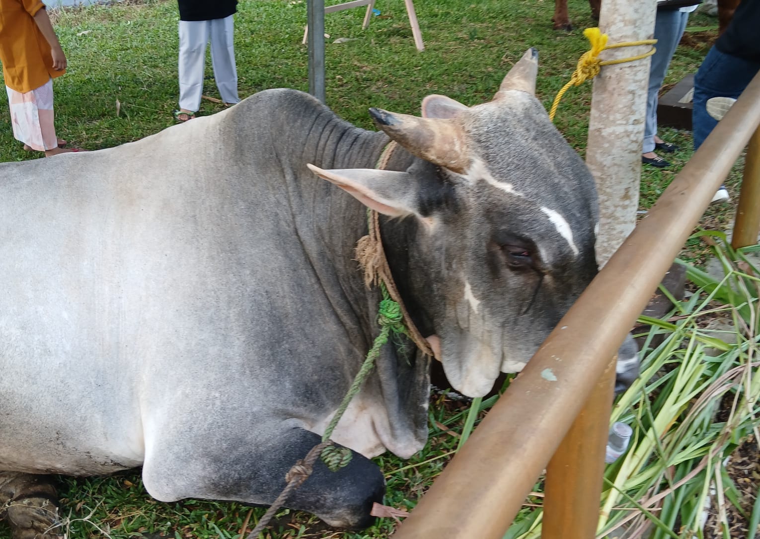 Hari Raya Idul Adha 2025, Jumlah Hewan Kurban se-Provinsi Bengkulu Capai 11.169 Ekor