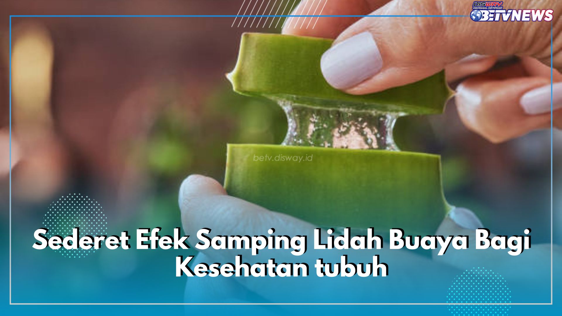 Tidak Baik Dikonsumsi Berlebih, Inilah Sederet Efek Samping Lidah Buaya Bagi Kesehatan tubuh