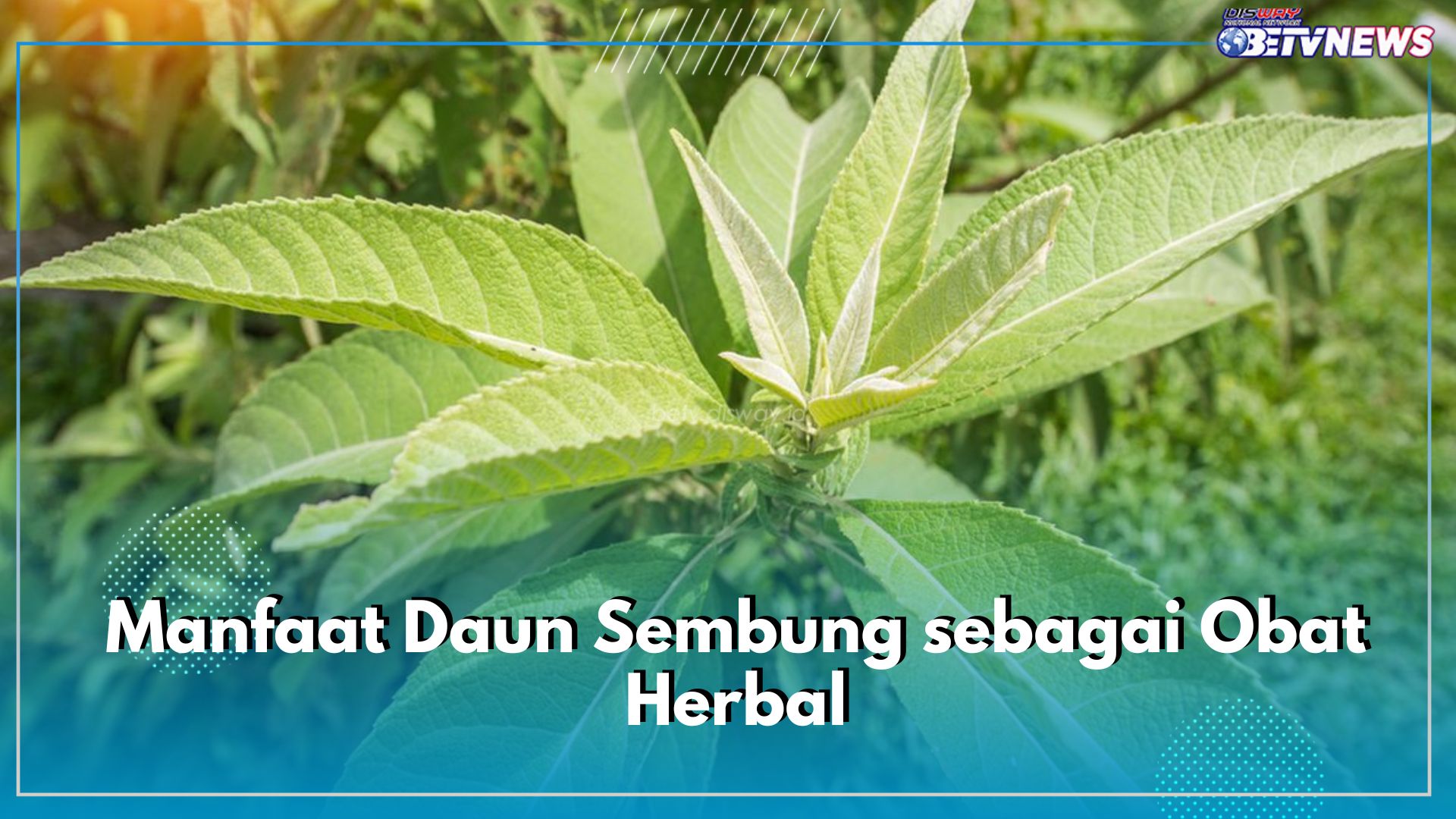 Redakan Gangguan Pernapasan hingga Turunkan Demam, Ini 6 Manfaat Daun Sembung Sebagai Obat Herbal