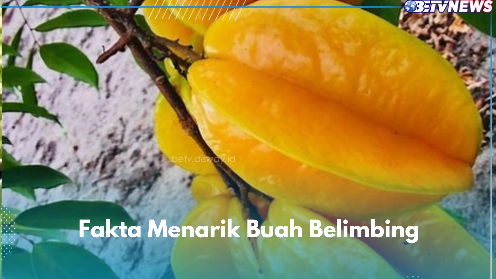 7 Fakta Menarik Buah Belimbing yang Jarang Diketahui, Kaya Serat dan Vitamin C