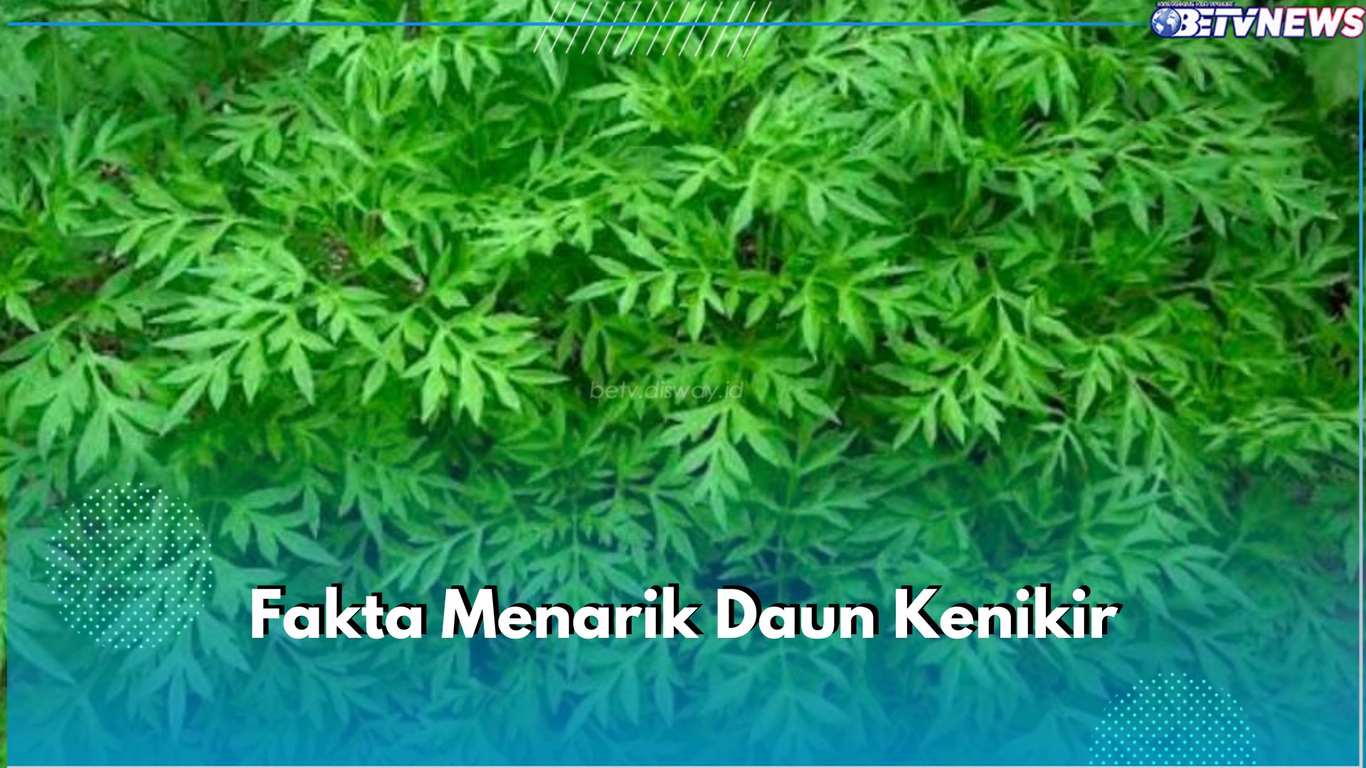 Mengulik 6 Fakta Menarik Daun Kenikir, Ternyata Bisa Jadi Pestisida Alami