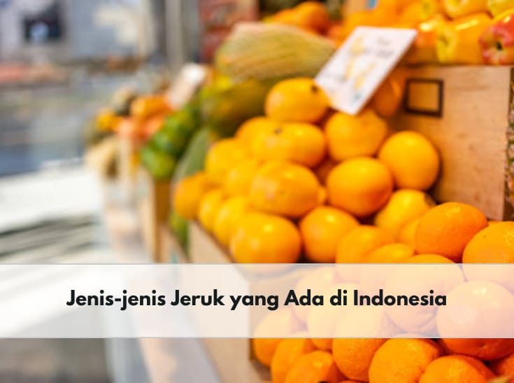 Ini Ragam Jenis Buah Jeruk yang Ada di Indonesia, Nomor 8 Asli Bengkulu