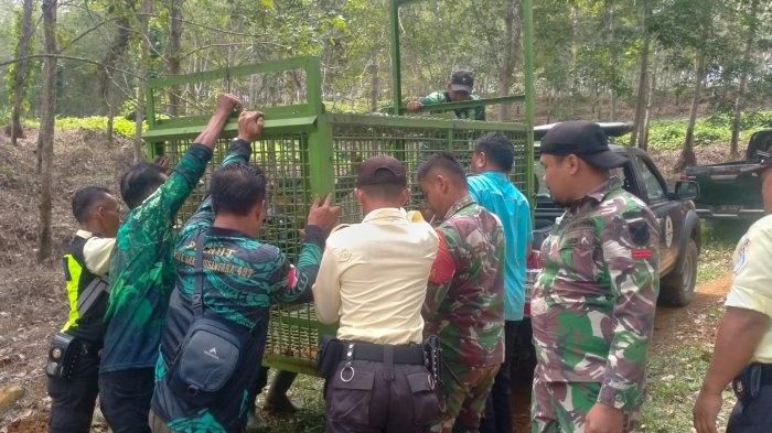 Tiga Minggu Dipasang, Perangkap Hewan Buas di Seluma Belum Membuahkan Hasil