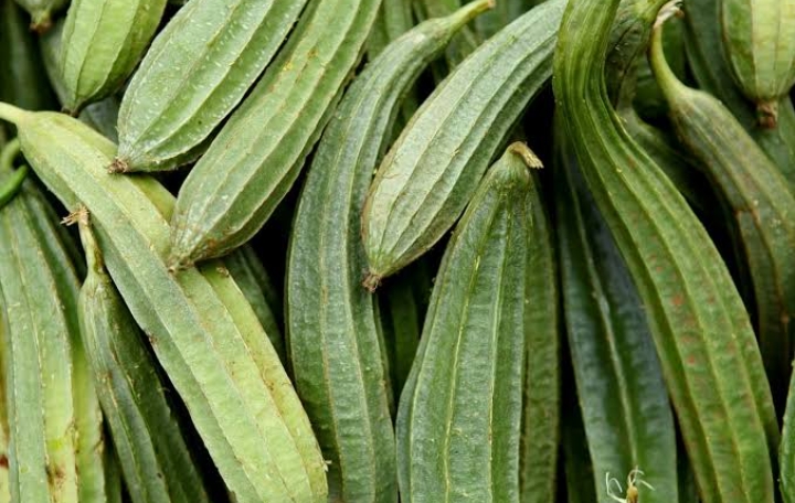 Bumil Wajib Tahu! Ini Efek Samping Konsumsi Sayur Gambas Secara Berlebihan