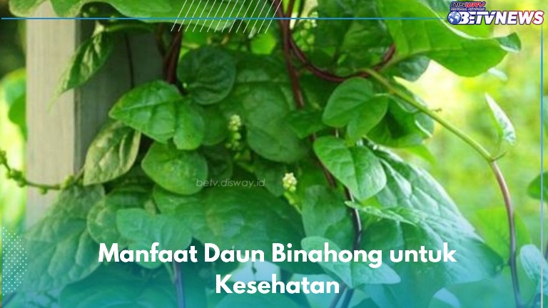 Daun Binahong Bisa Menjadi Obat untuk Kesehatan, Ini 6 Manfaat yang Akan Kamu Ketahui