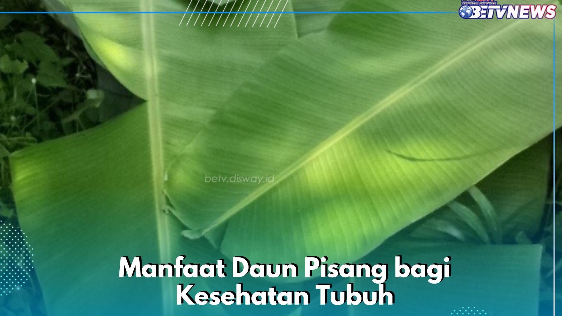 Daun Pisang Dapat Dijadikan Pembalut Luka, Ini Sederet Manfaat yang Perlu Diketahui