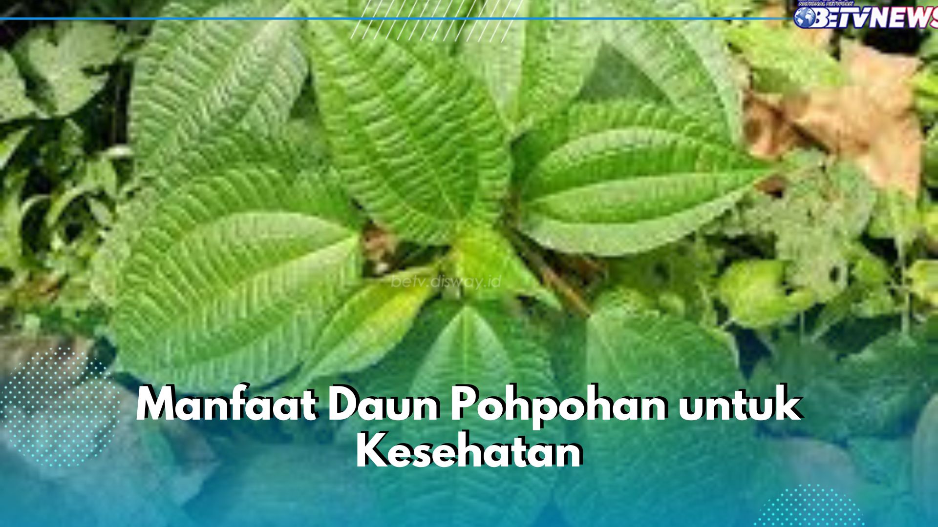 6 Manfaat Daun Pohpohan untuk Kesehatan, Bisa Bantu Detox Tubuh Dari Racun