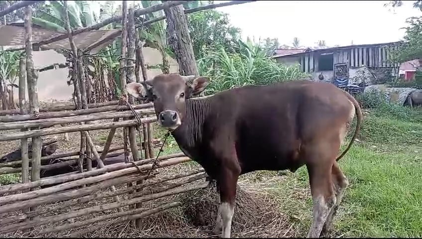 Harga Sapi Qurban Naik Jelang Idul Adha, Pembeli  Justru Turun