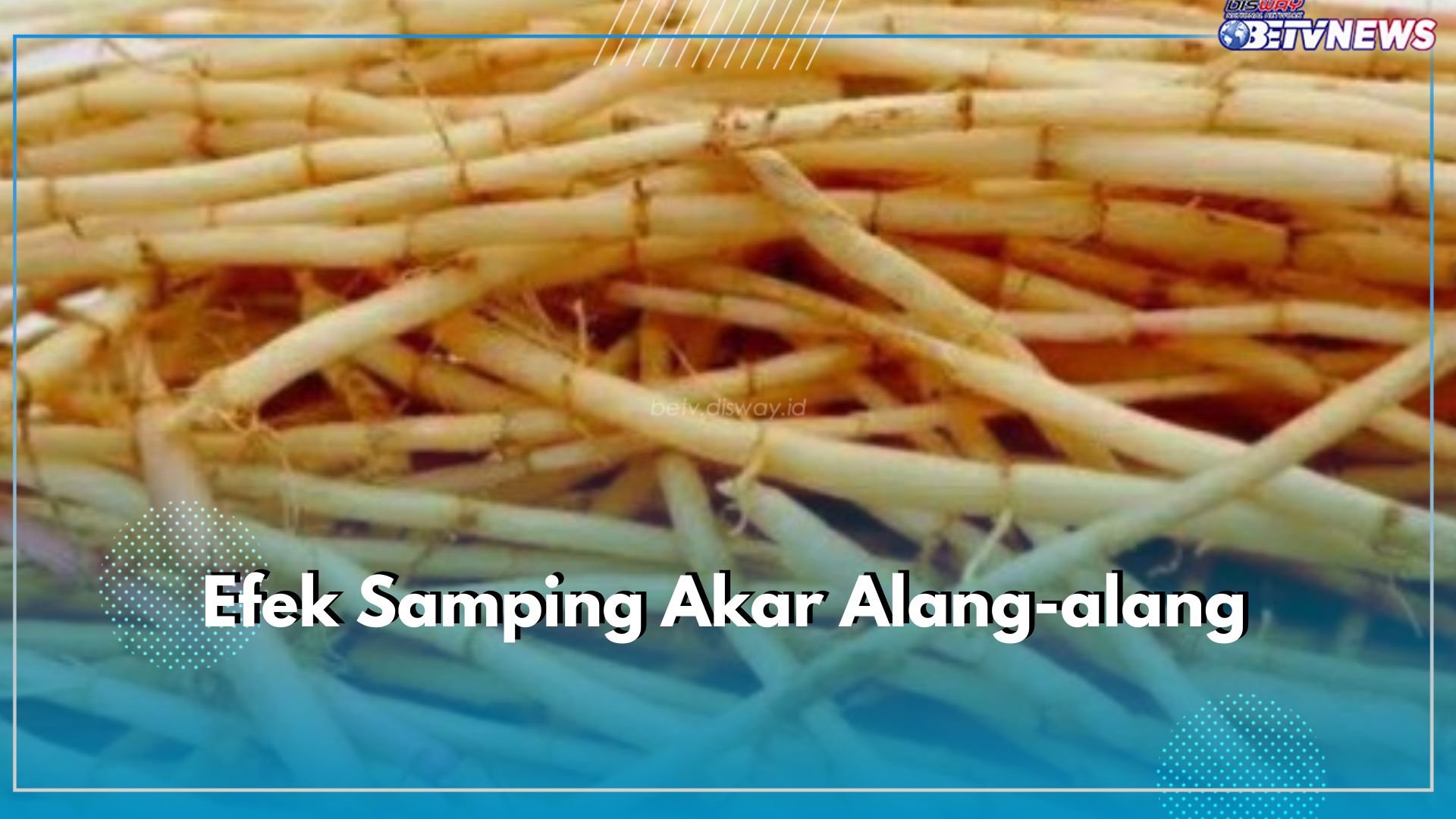 Jangan Dikonsumsi Berlebihan, Ini 7 Efek Samping Akar Alang-alang yang Perlu Kamu Ketahui