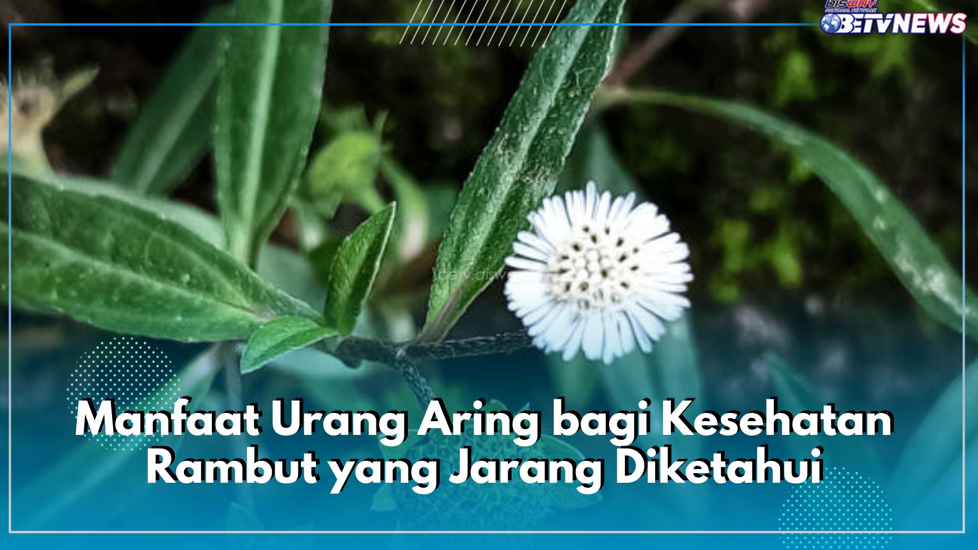 Tidak Hanya Menghitamkan, Ini 7 Manfaat Urang Aring bagi Kesehatan Rambut yang Jarang Diketahui